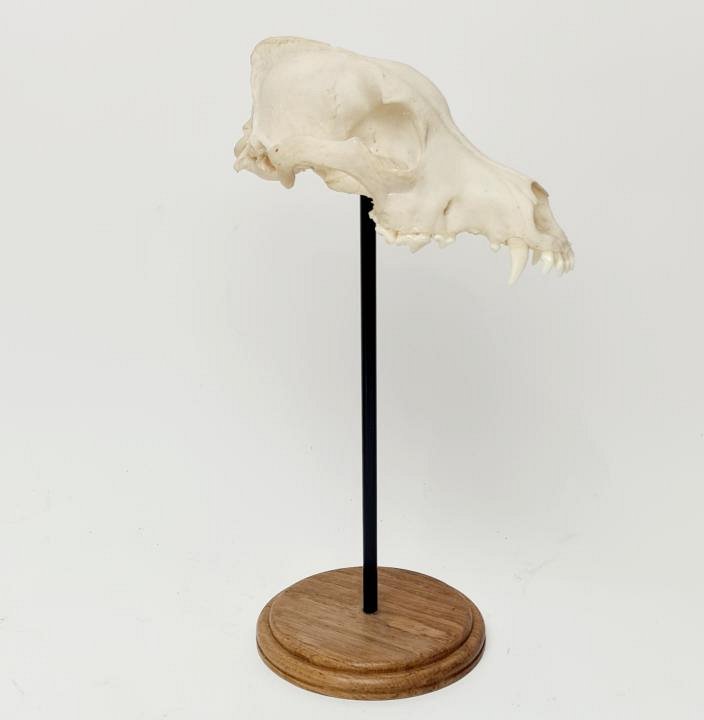 Dog Skull On Stand