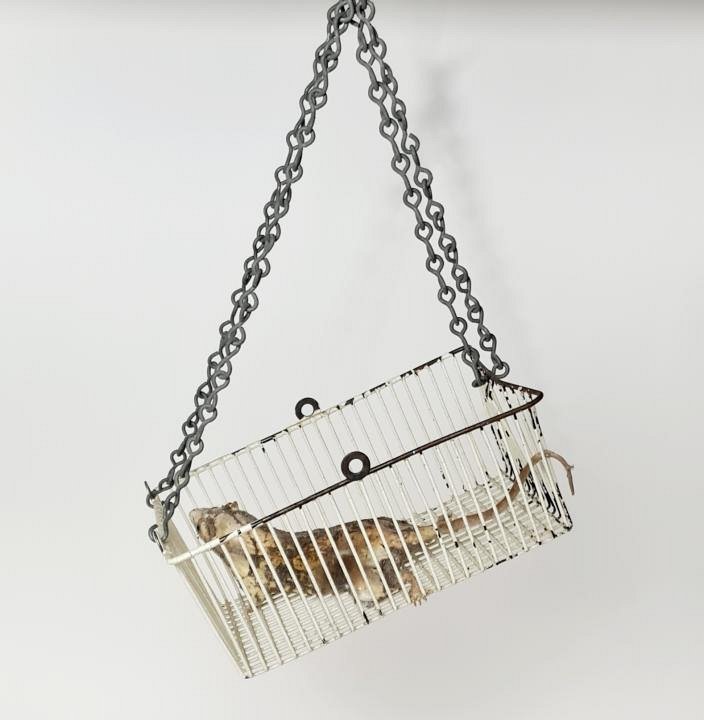 White Metal Basket With Taxidermy Rat