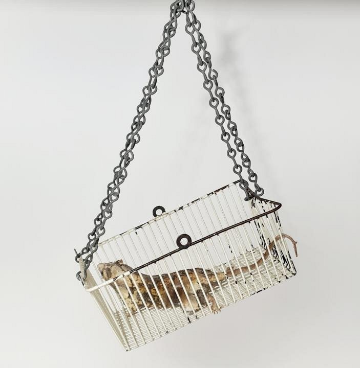 White Metal Basket With Taxidermy Rat