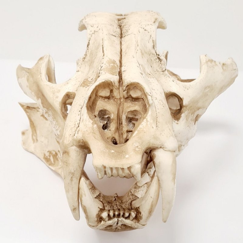 Tiger Skull (cast)