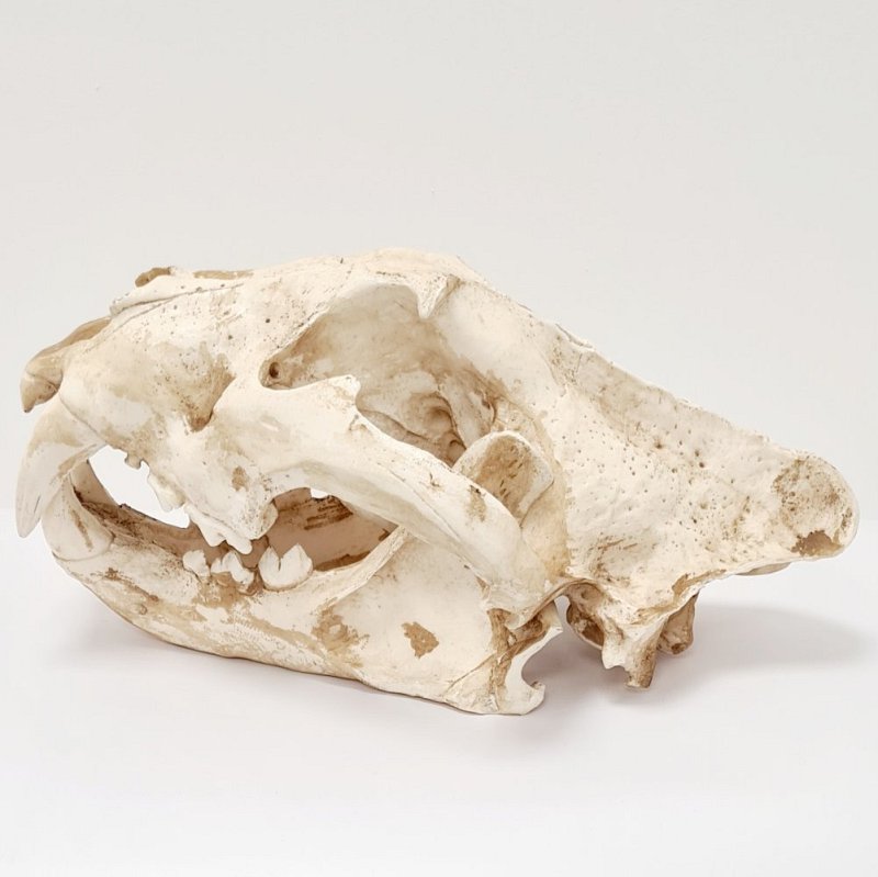 Tiger Skull (cast)