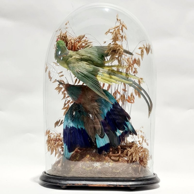 Taxidermy Birds of Paradise in Dome - Damaged