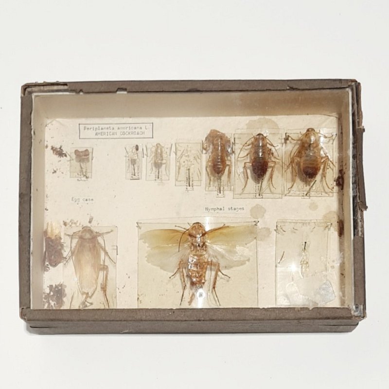 Cased Insects