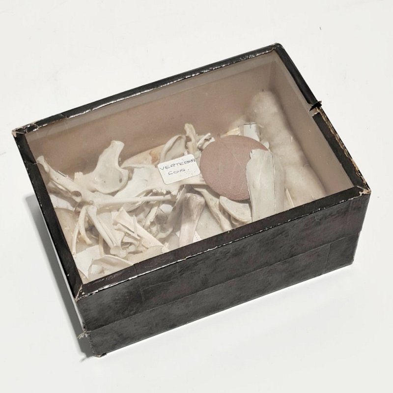 Box of small animal bones