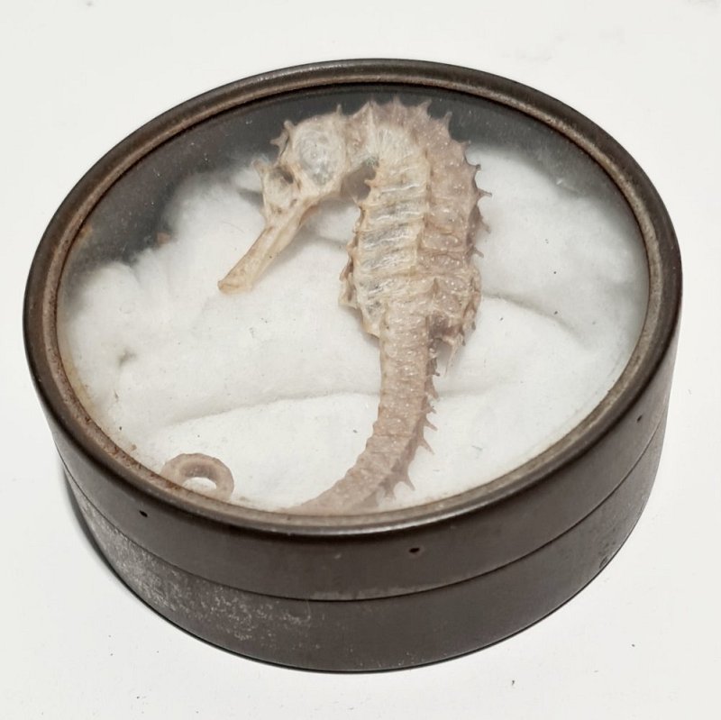 Seahorse In Specimen Tin