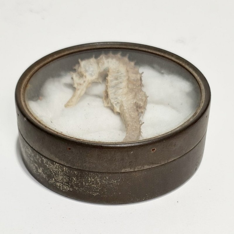 Seahorse In Specimen Tin