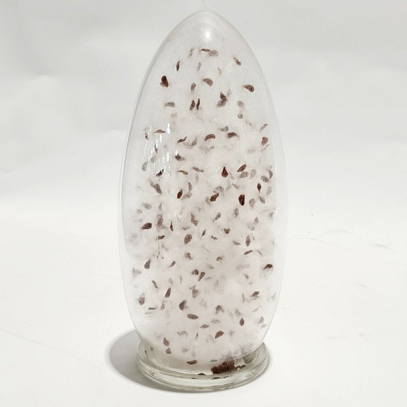 Seeds In Glass Container