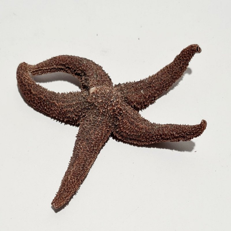 Dried Starfish Specimen