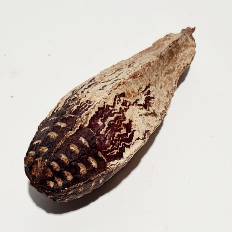 Dried Seed Pod Soecimen