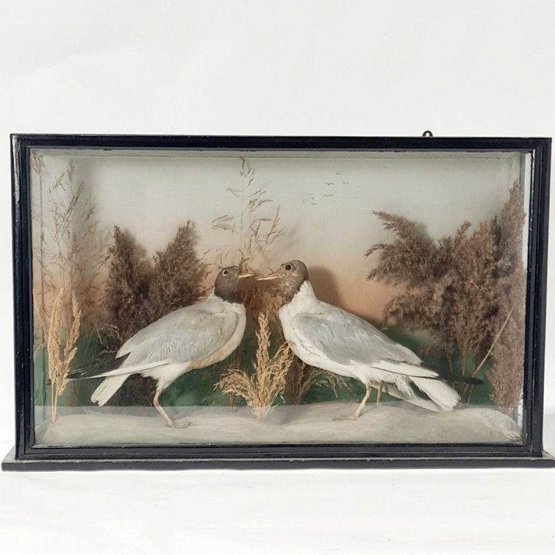 Taxidermy Seagulls In Case