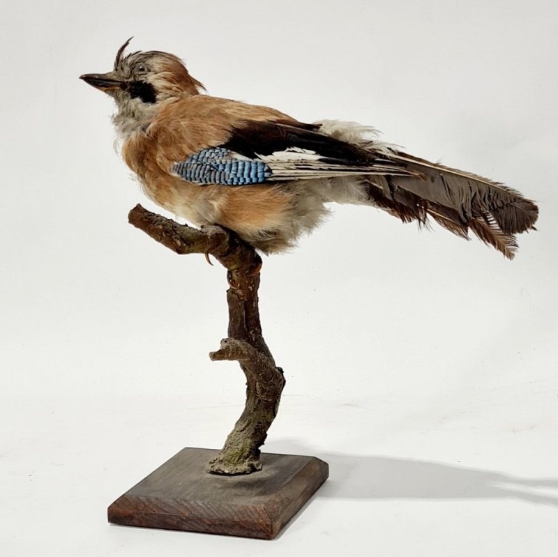 Taxidermy Blue Jay