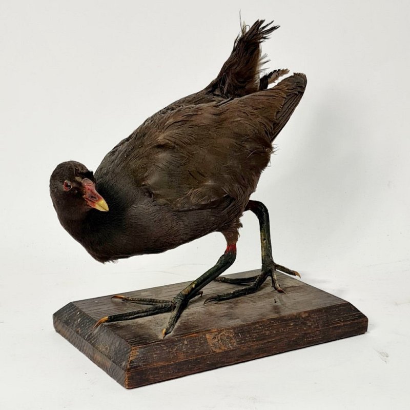 Taxidermy Moorhen