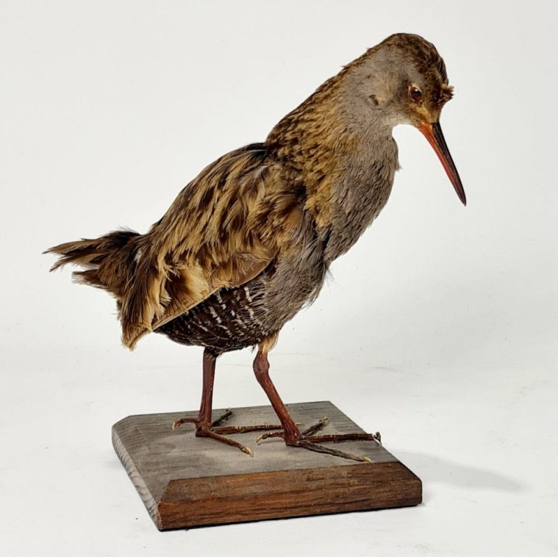 Taxidermy Bird