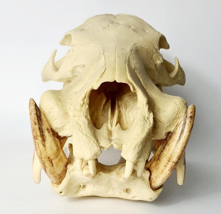 Hippopotamus Skull (cast)